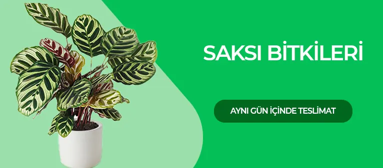 Maltepe Çiçekçi - Saksı Çiçekleri