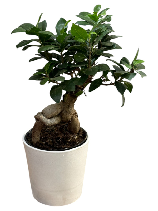 Bonsai