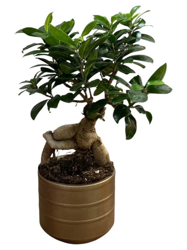 Bronz Saksıda Bonsai