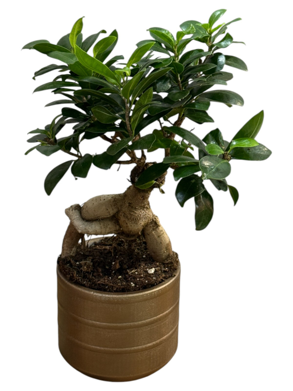 Bronz Saksıda Bonsai