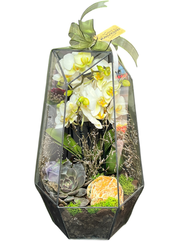 Prizma Camda Orkide ve Sukulent Terraryum