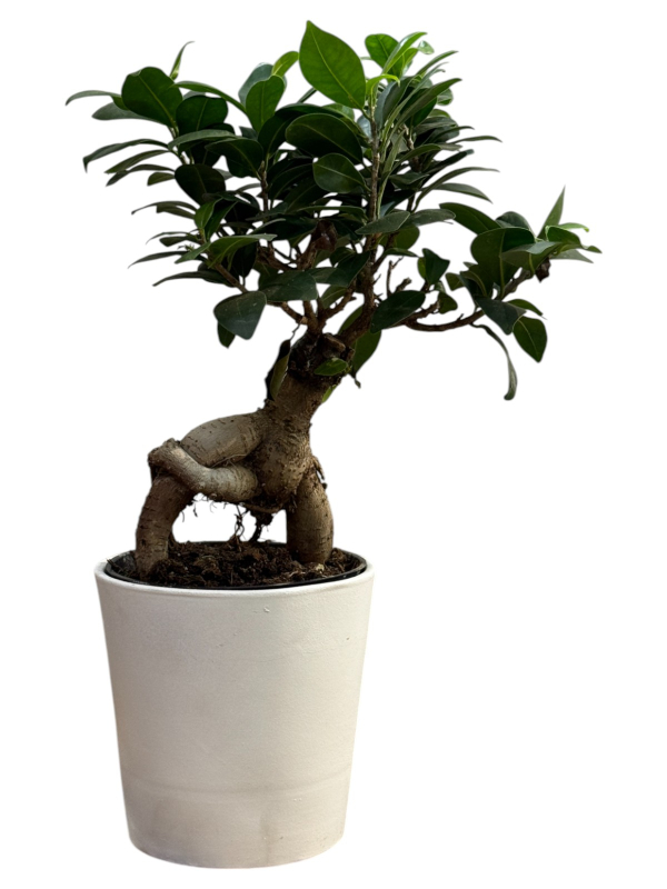 Bonsai