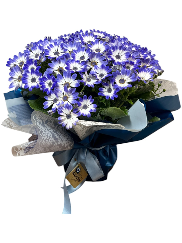 Mavi Sinerelya Çiçeği