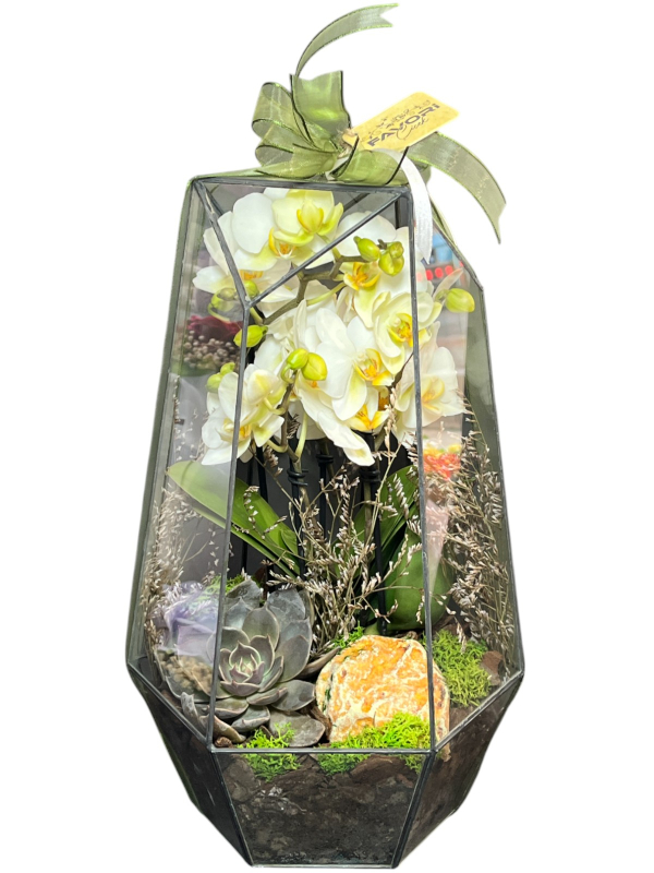 Prizma Camda Orkide ve Sukulent Terraryum