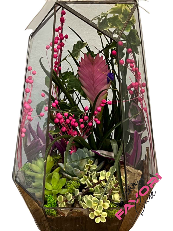 Prizma Tillandisia Teraryumu