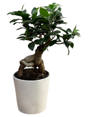 Bonsai