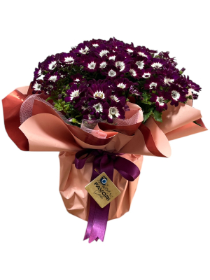 Bordo Sinerelya Çiçeği