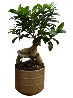 Bronz Saksıda Bonsai