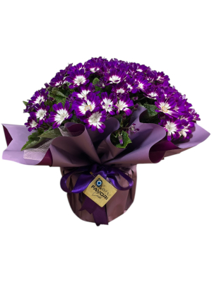 Mor Sinerelya Çiçeği