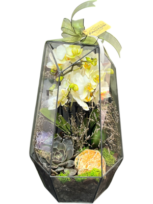 Prizma Camda Orkide ve Sukulent Terraryum