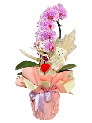 Pembe Orkide ve Peluş Ayıcık