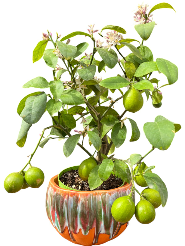 Yediveren Limon